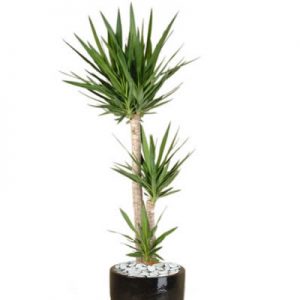 Dragon Tree – The spiky leaves that grow upwards give a lovely elevation to any space