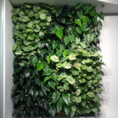 versa-green-wall-client-lend-lease-2