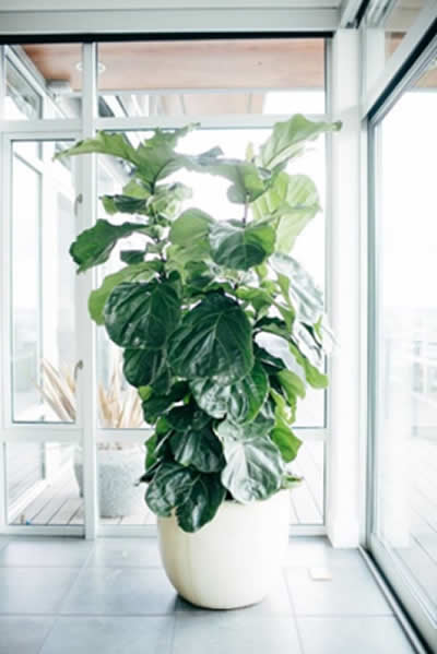 indoor plant in office