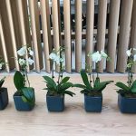 indoor plants in workplace