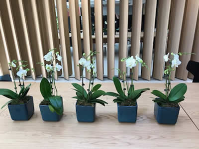indoor plants in workplace