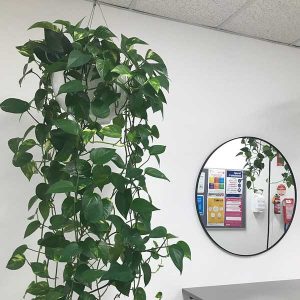 Office reception plants - Hangings pots