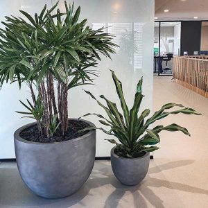 Office reception plants - Floor pots