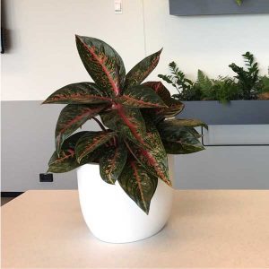 Office receptions plants - Desk Plant