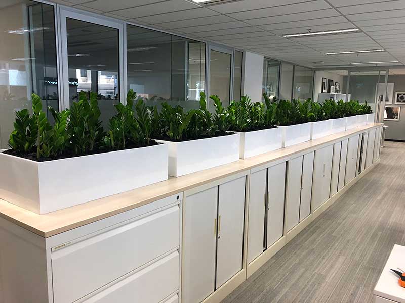 indoor plant hire office plants