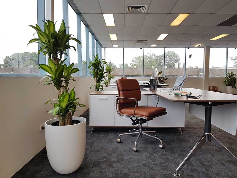 Does your Office  Space Lack Inspiration Tropical Plant  