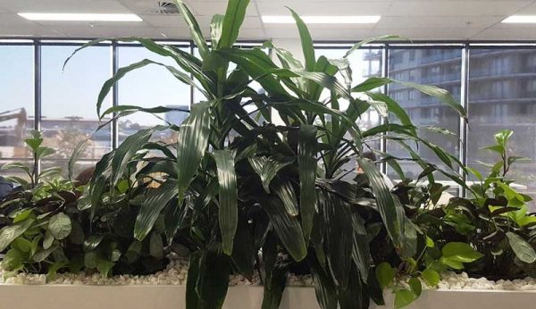 tambour plants indoor office plant hire