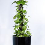 pothos devils ivy top 5 indoor plants hire