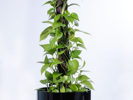 pothos devils ivy top 5 indoor plants hire