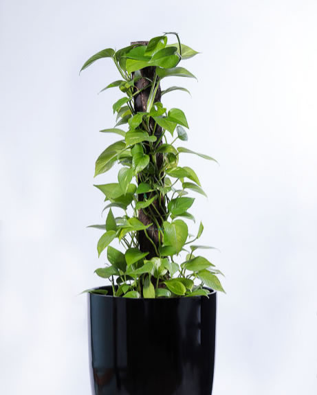 Our Top 5 Plants for Indoor Office Plant Hire - Tropical ...