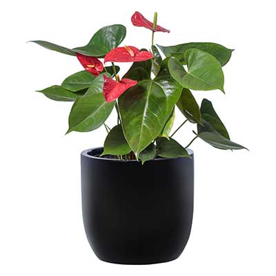 What Are The Best Plants For Your Office Desk Tropical Plant