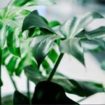 indoor plant rentals