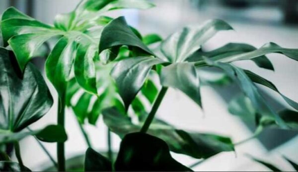 indoor plant rentals