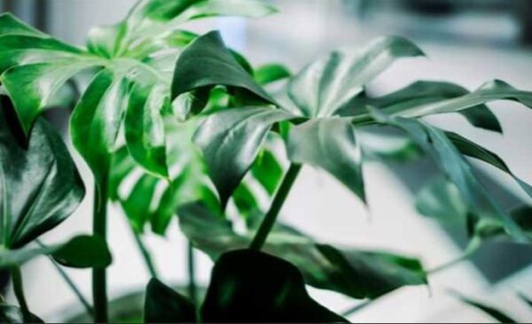 indoor plant rentals