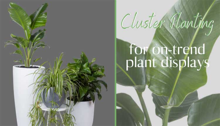 Spring Is The Perfect Time To Spruce Up Your Office Using Indoor Office Plants Tropical Plant 1414