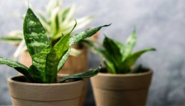 indoor plants in pots