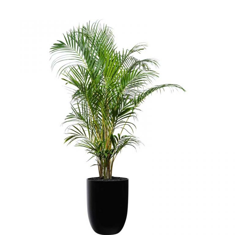 Plant Info Golden Cane Palm Indoor Plant Hire Tropical