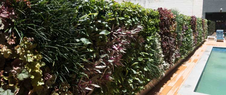 How much water does a Green Wall need? Green Wall Irrigation
