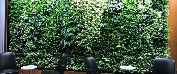 How do I look after my Green Wall? Green Wall Irrigation & Maintenance