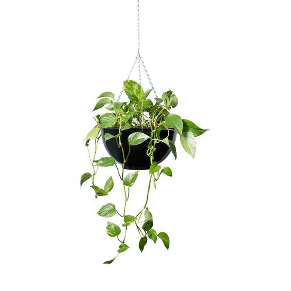 Indoor Plant Hire Range - Office Plants - Tropical Plant Rentals