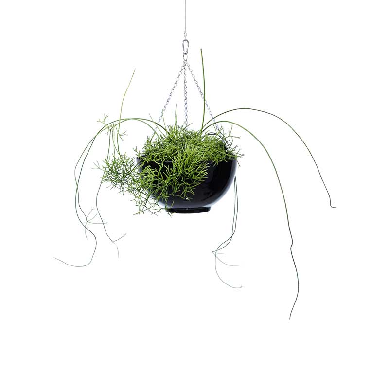 rhipsalis with stems hanging bowl black