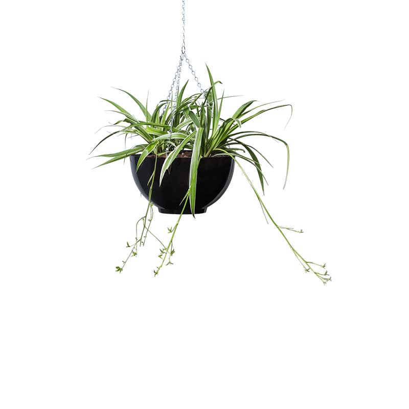 spider plant hanging bowl black