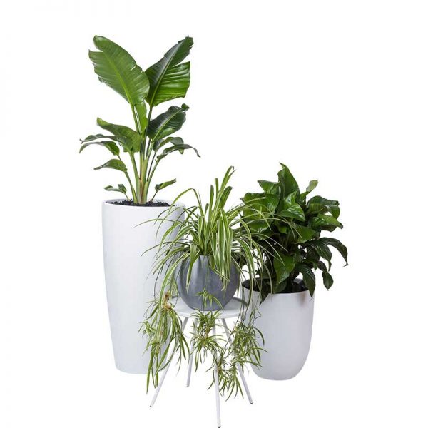 Tropical Plant Rentals | Australia's #1 Indoor Plant Hire Company