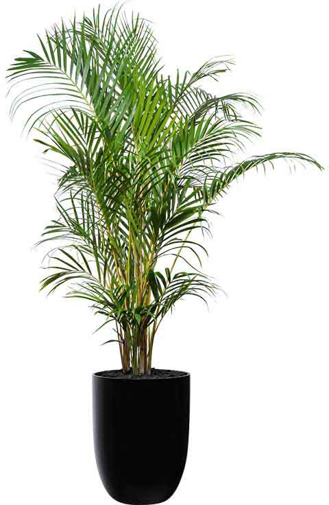 golden cane palm black cone medium