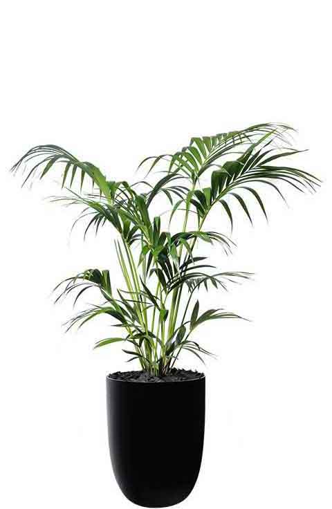 kentia palm black cone medium