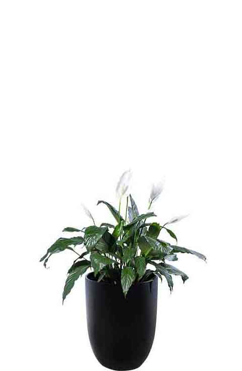 madonna lily spathiphyllum black cone medium
