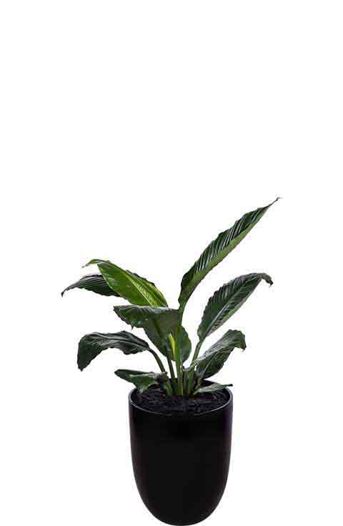 madonna lily spathiphyllum broad leaf black cone medium