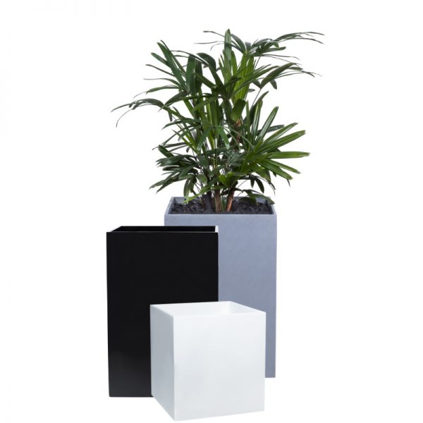 Plant Pot Hire | Tropical Plant Rentals