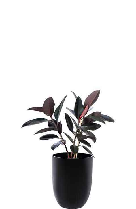 Rubber plant burgundy ficus elastica in a black cone medium