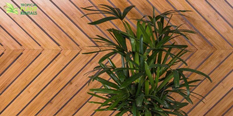 raphis palm