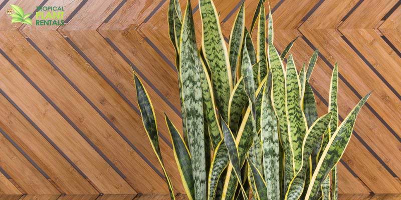 sansevieria snake plant