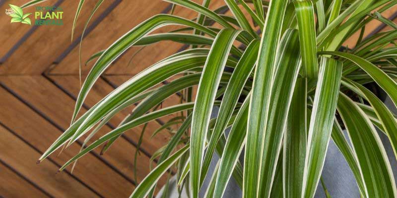 spider plant