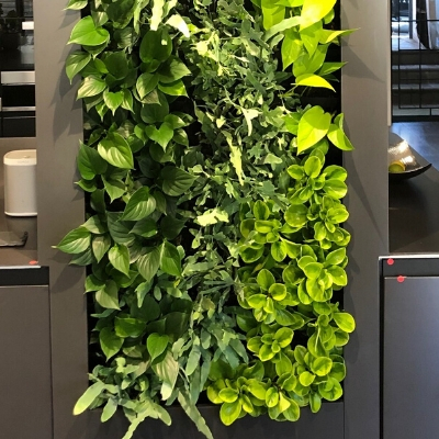 Green wall in a lunch room