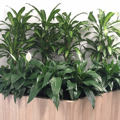 happy plants peace lily spaths joinery plants