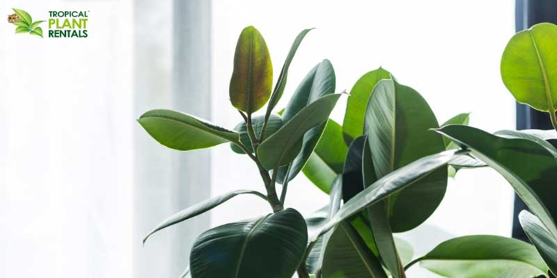 download free best indoor plants