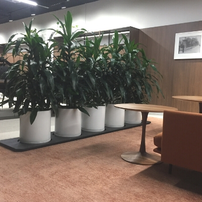 janet craig white planters in office