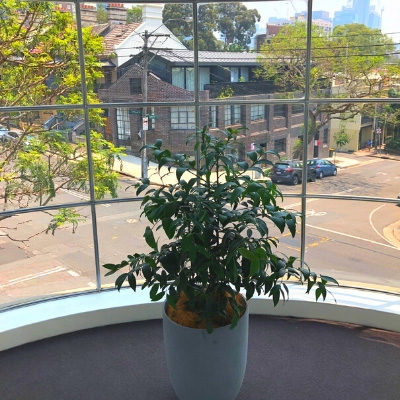 kauri pine concrete cone in office