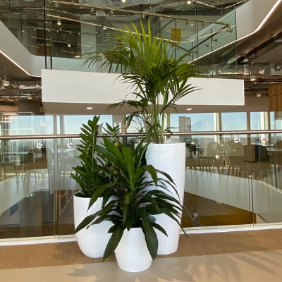 kentia palm zanzibar gem and janet craig cluster in client atrium