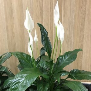 peace lily spathiphyllum joinery planting