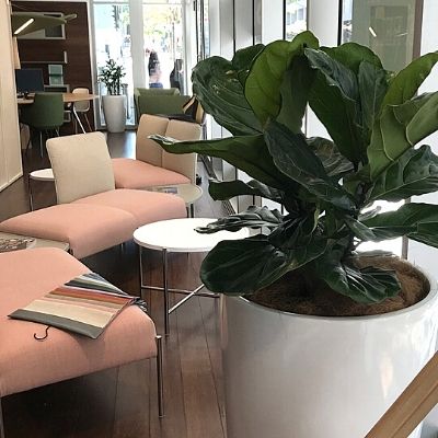 Fiddle leaf fig in white cone - showroom plant - Indoor Plant Hire / Office Plant Hire