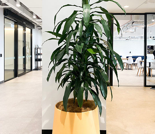 Office plant and pot hire - Big and Bold