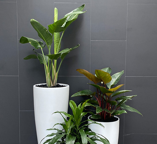 Office plant and pot hire - Cluster Planting