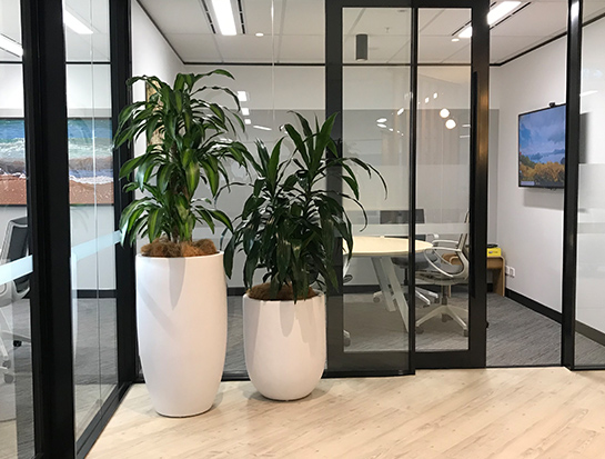 Office plant and pot hire - Floor Plants