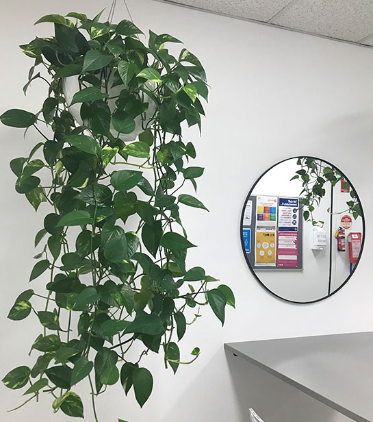 Office plant and pot hire - Hanging Plants