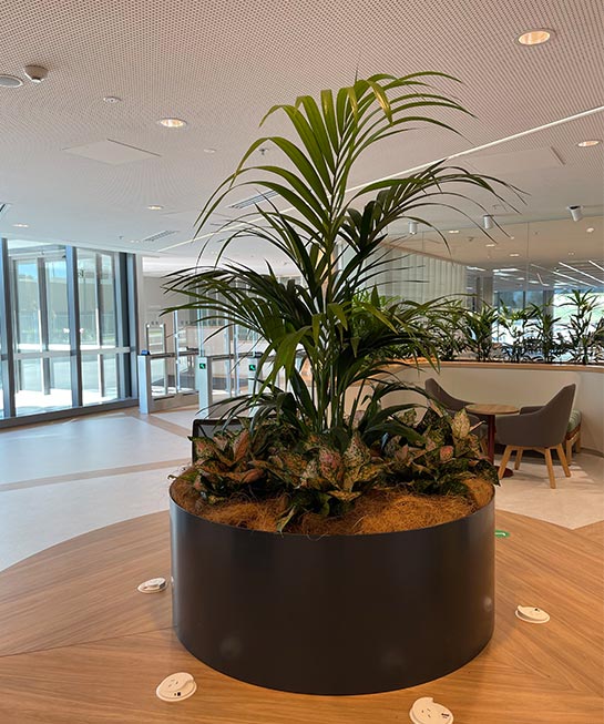 Benefits of Indoor Plants in improving the physical health of your staff