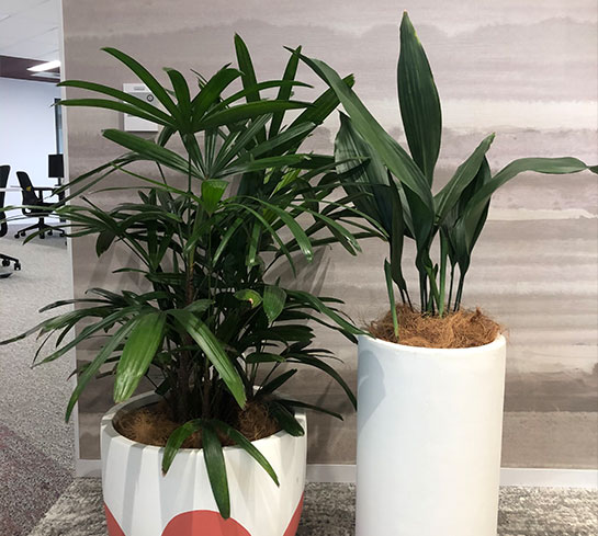 How do indoor plants improve air quality?